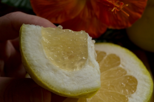how-to-cut-a-grapefruit-5