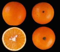 Hamlin Oranges